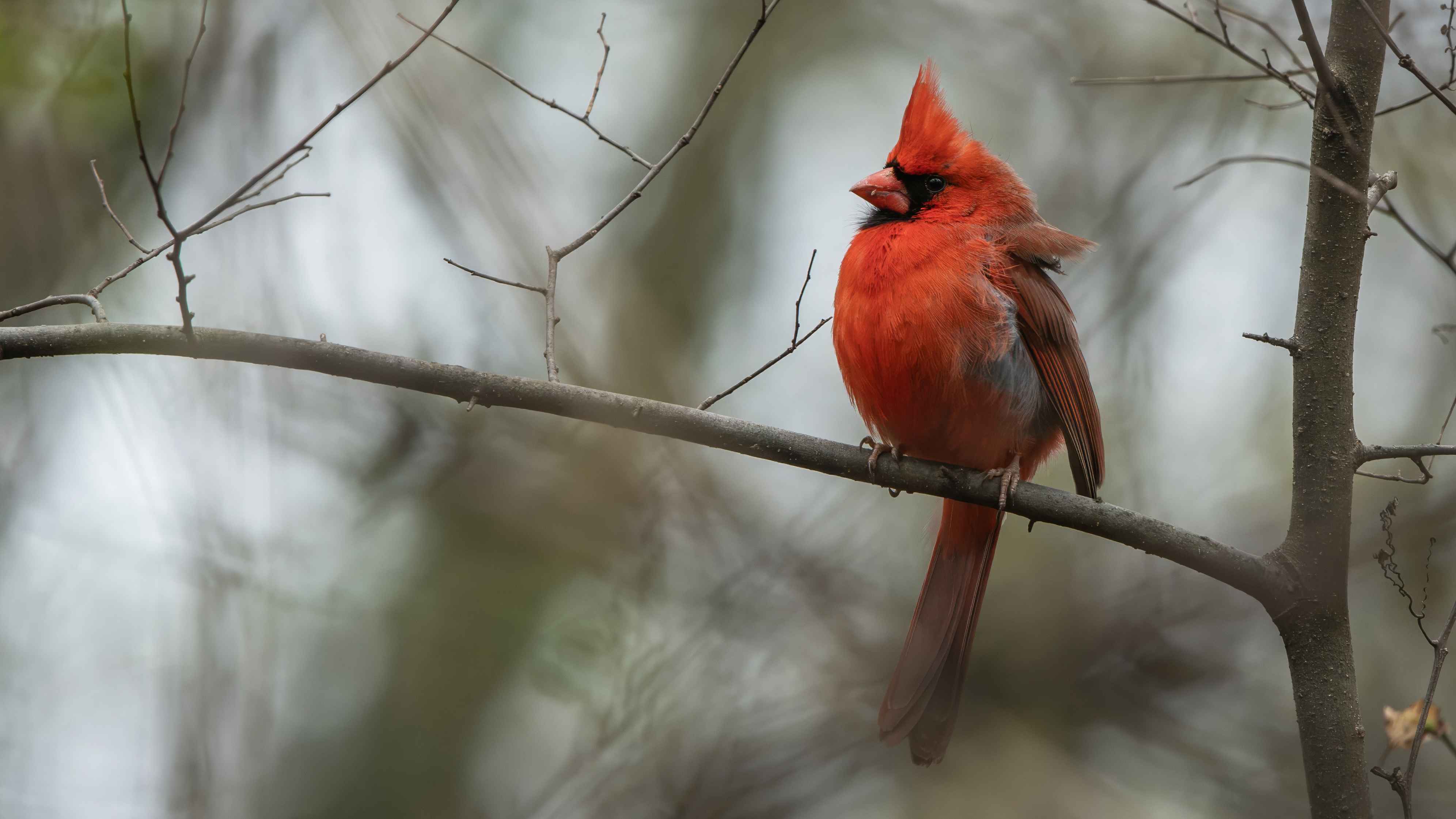 Northern Cardinal